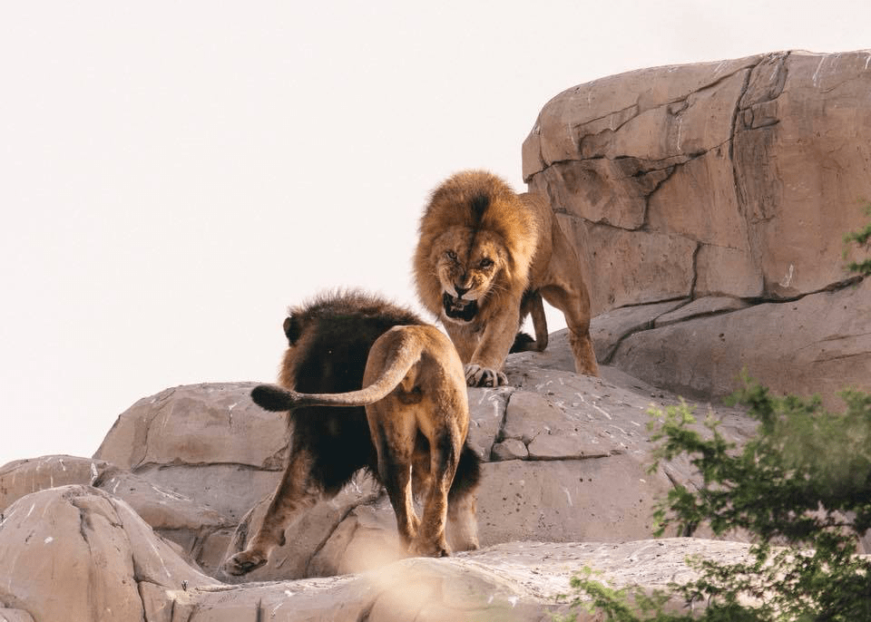 Дубайский зоопарк